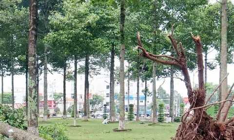Lộ diện các gói thầu của Công ty cây xanh Công Minh ở Bình Dương, Bình Phước