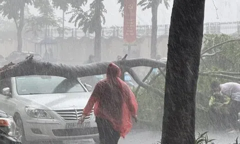 Cây đổ đè trúng người lái xe máy trong cơn mưa dông ở Hà Nội
